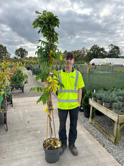 Wisteria Sinensis Alba 12 Litre Pot 175/200
