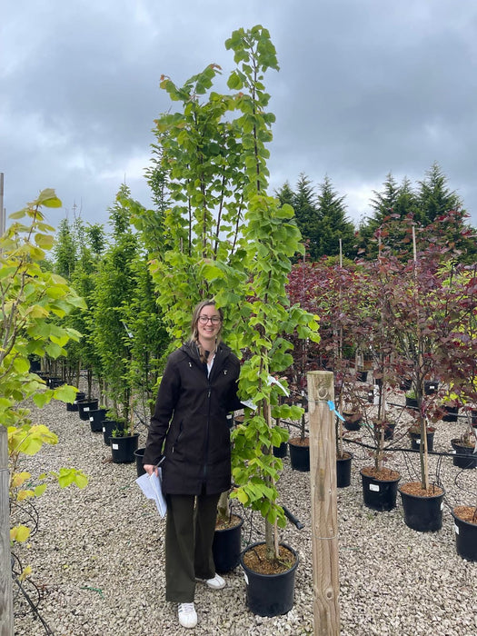 Tilia platyphyllos Rubra 15 Litre Pot