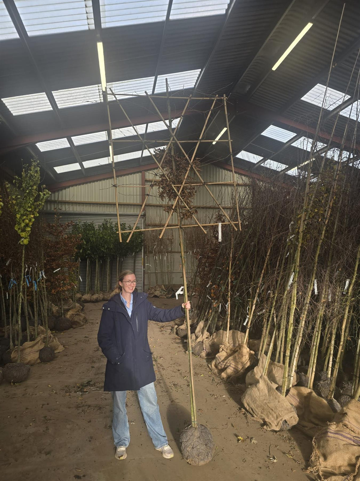 Carpinus B. Pleached 8/10cm G, 180cm Stem, 120x120cm