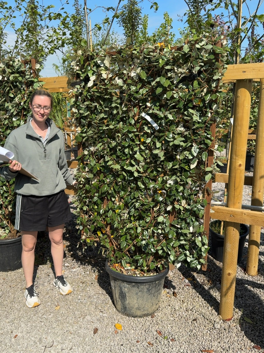 Elaeagnus Ebbingei Pleached Wall Frame 55 Litre Pot 160x110