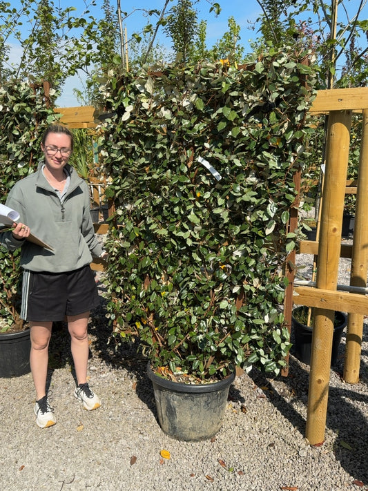 Elaeagnus Ebbingei Pleached Wall Frame 55 Litre Pot 160x110