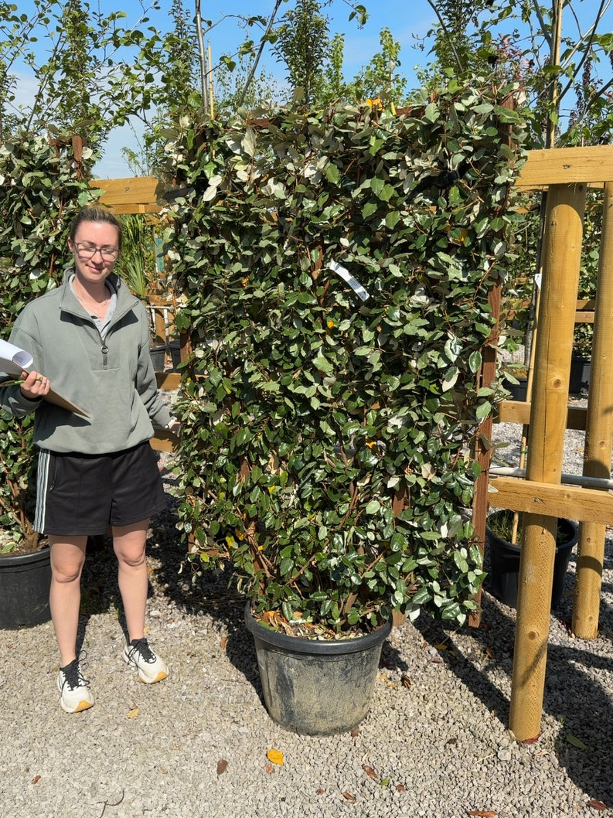 Pleached Trees for Sale in the UK | Specialist Grown & Delivered ...