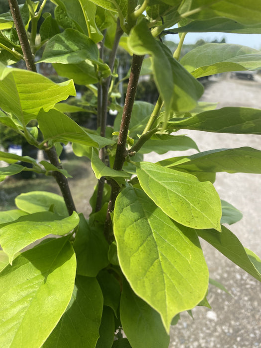 Magnolia Satisfaction 5 Litre Pot 1/4 Standard