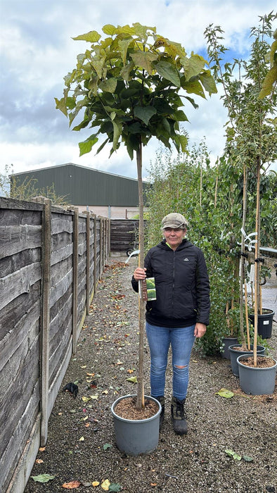Catalpa Bignionoides Nana Standard 10-12cm Girth 200cm Stem 25 Litre Pot