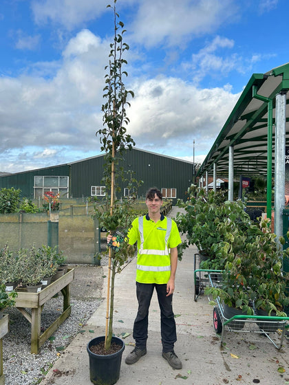 Pear Doyenne Du Comice Half Standard Root Ball 12/14cm Girth