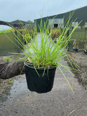 Deschampsia cesp Goldtau 5 Litre Pot