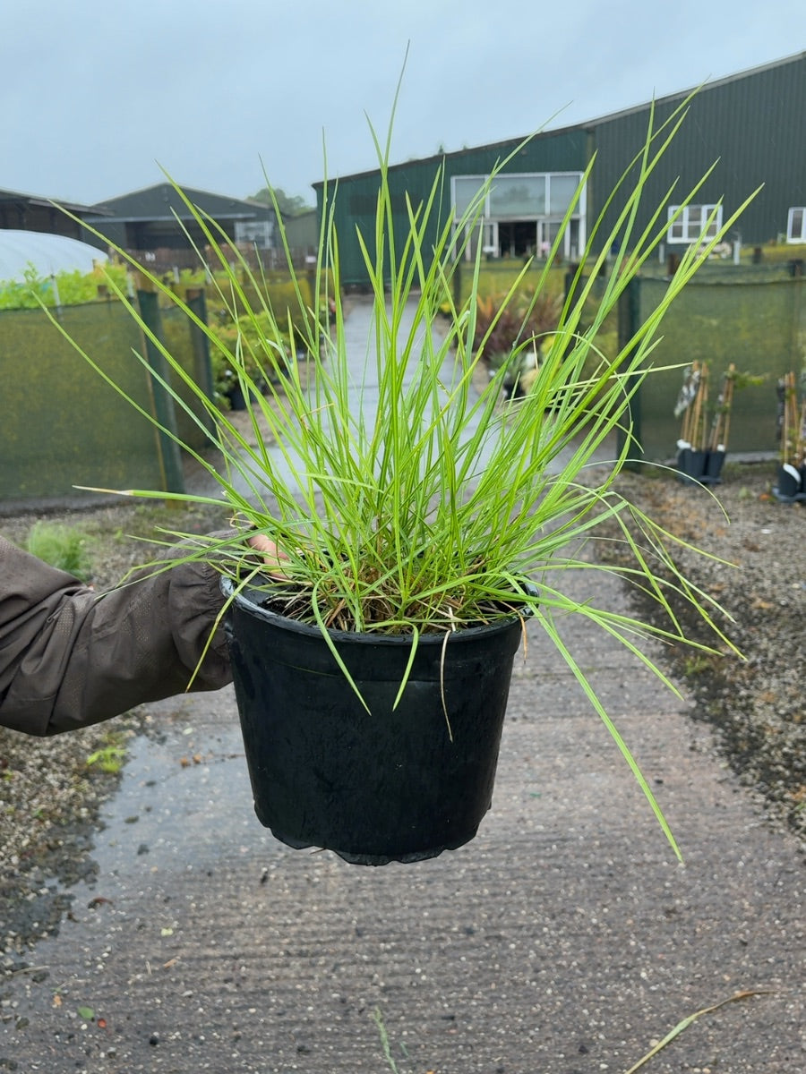 Deschampsia cesp Goldtau 5 Litre Pot