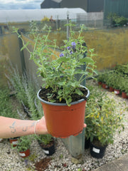 Nepeta Faassenii Six Hills Giant 2 Litre Pot