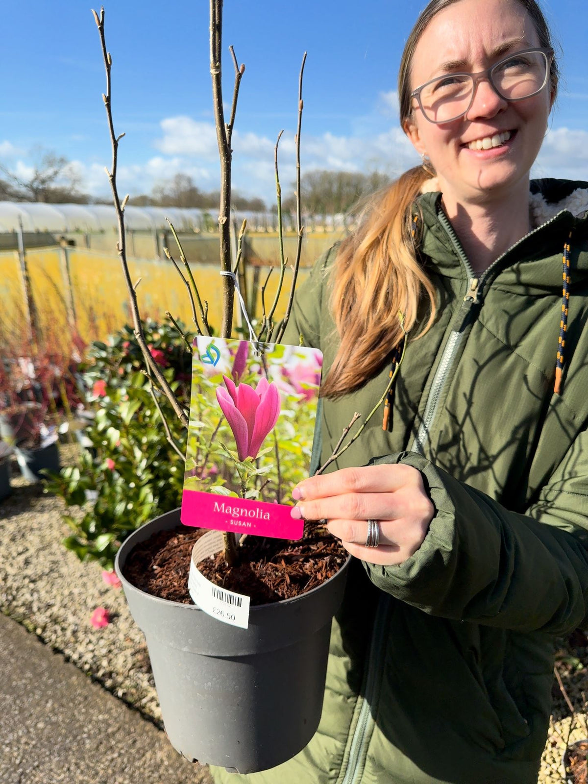 Magnolia Susan 4 Litre Pot