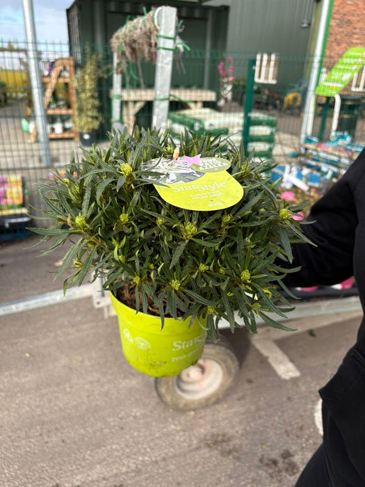 Azalea Starstyle White 1.5 Litre Pot