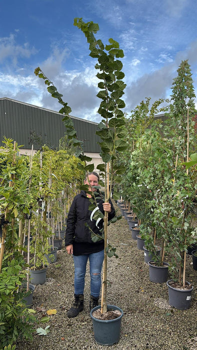 Tilia platyphyllos Rubra 15 Litre Pot