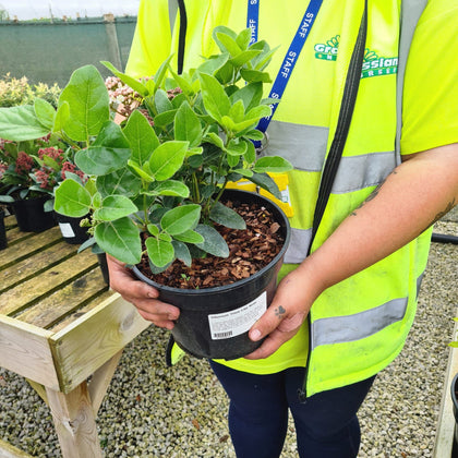 Viburnum Tinus Spirit 2 Litre Pot