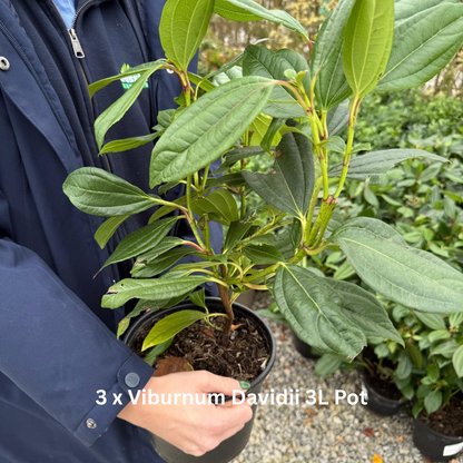 12 x Hardy Shrub Plants Border Pack