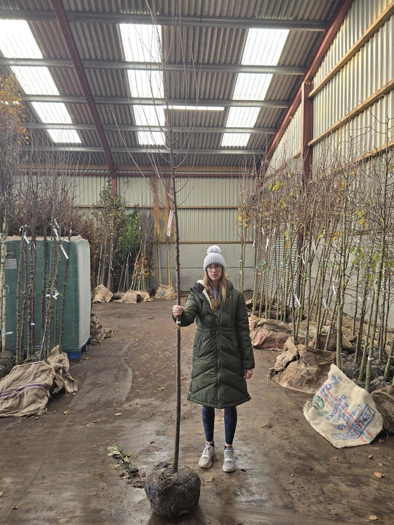 Prunus Spire Standard 8-10cm Girth Pre Order/Ready For June