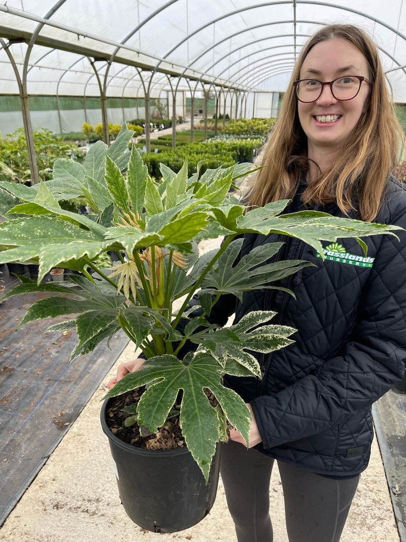 Fatsia Spiders Web 5 Litre Pot