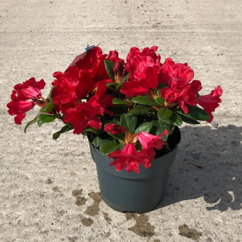 Rhododendron williams.Tromba 6 Litre Pot