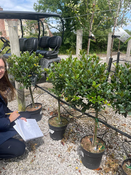 Ilex Meserveae Blue Maid 1/4 Standard 6 Litre Pot