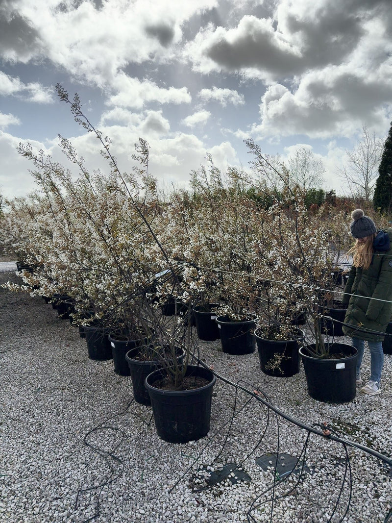 Amelanchier Lamarckii Multi Stem 175/200cm