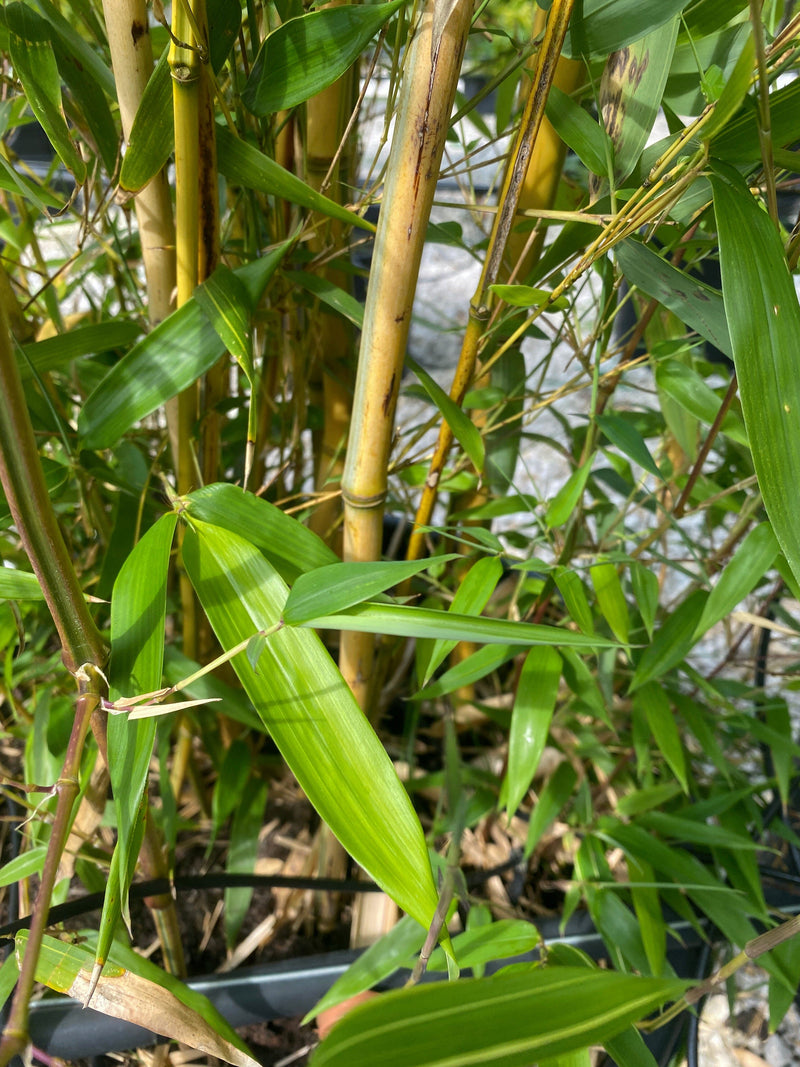 Bamboo Phyllostachys Aureosulcata Spectabilis 175-200cm
