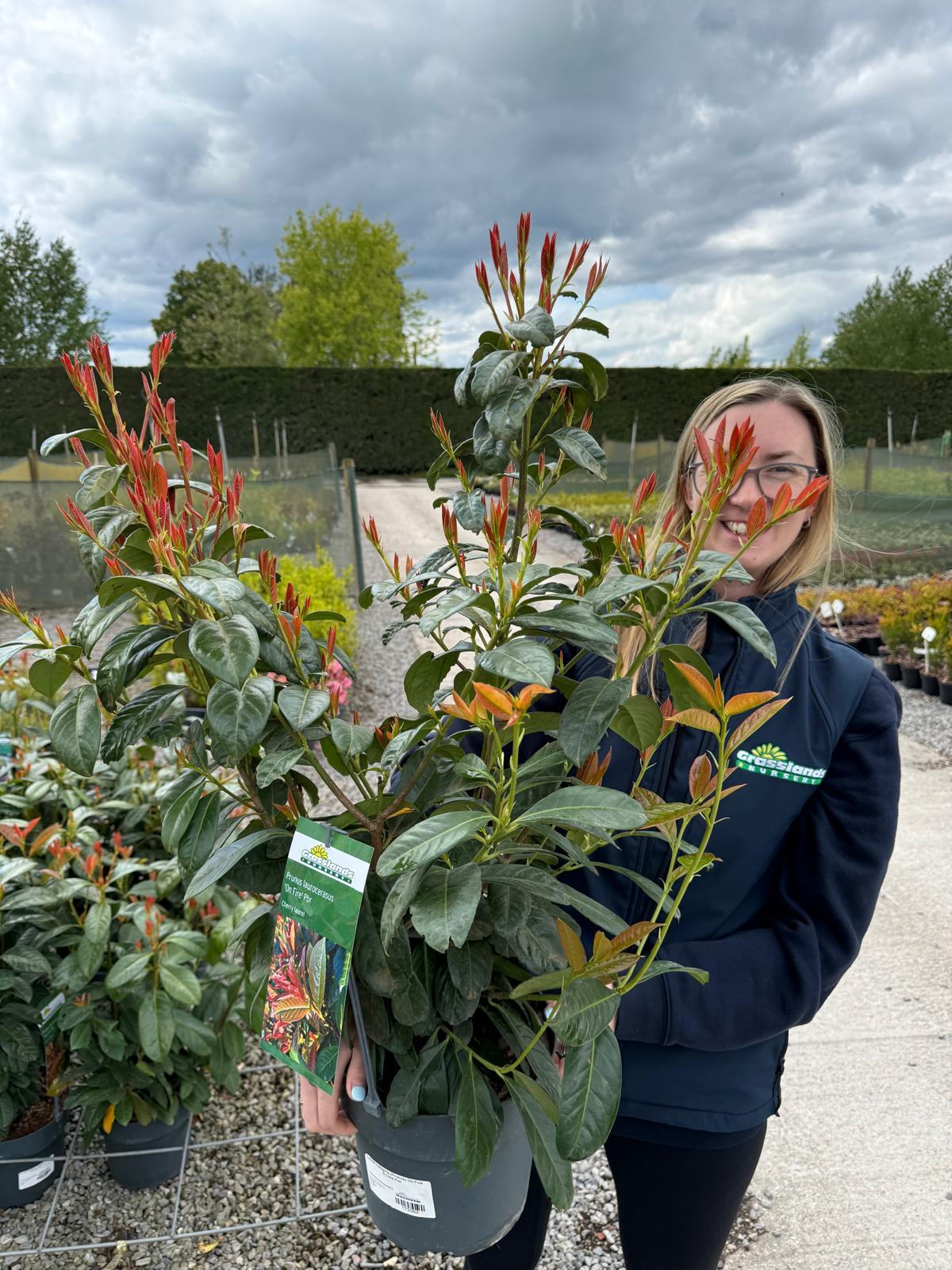 Laurel Hedging (Prunus) On Fire 6 Litre Pot