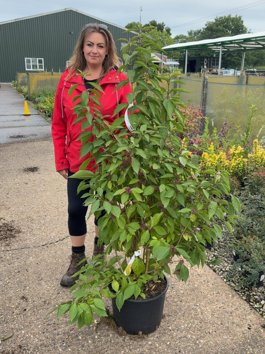 Callicarpa bod. Magical Deep Purple 20 Litre 100/125cm