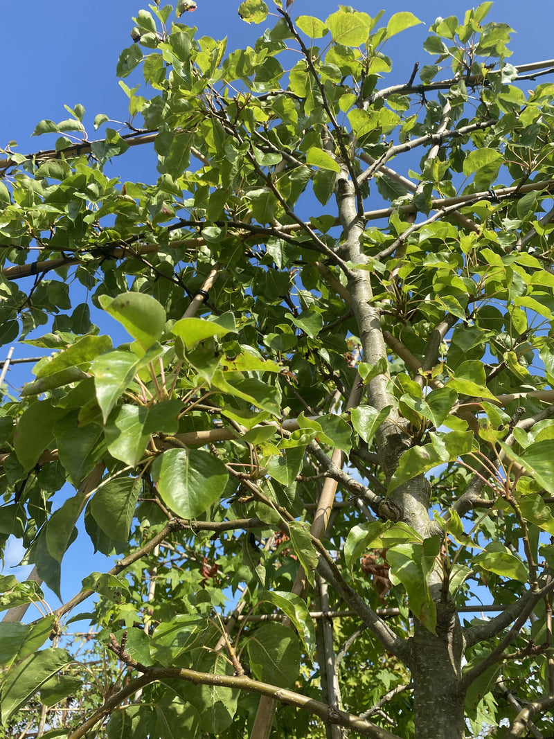 Pyrus Chanticleer Pleached Street Pear 8/10cm Girth 150 Stem