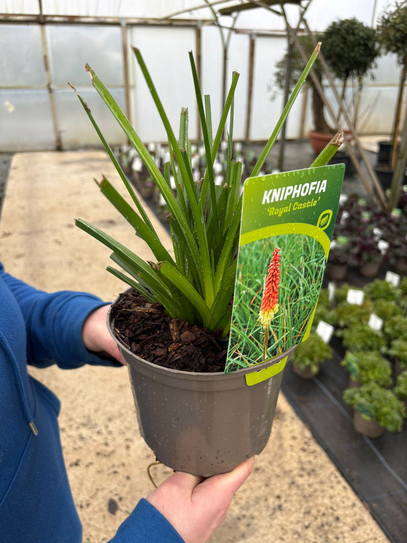 Kniphofia Royal Castle Hybrids 2 Litre Pot
