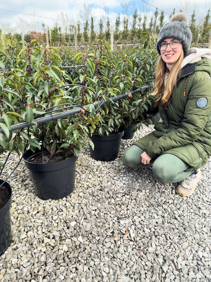 Portuguese Laurel Angustifolia 10 Litre Pot 80-90cm