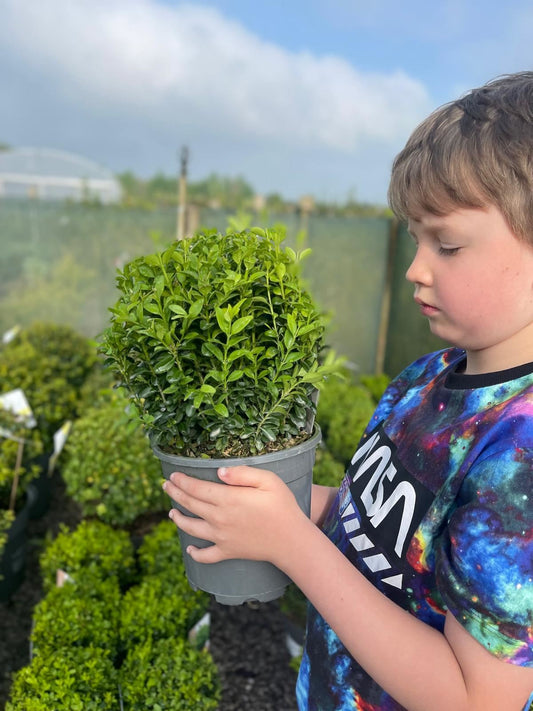 Buxus Ball 20 cm 2 Litre Pot