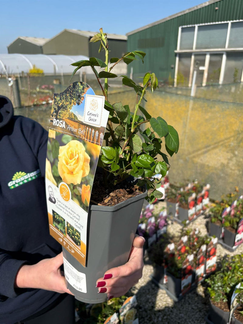 Rose Arthur Bell 3 Litre Pot
