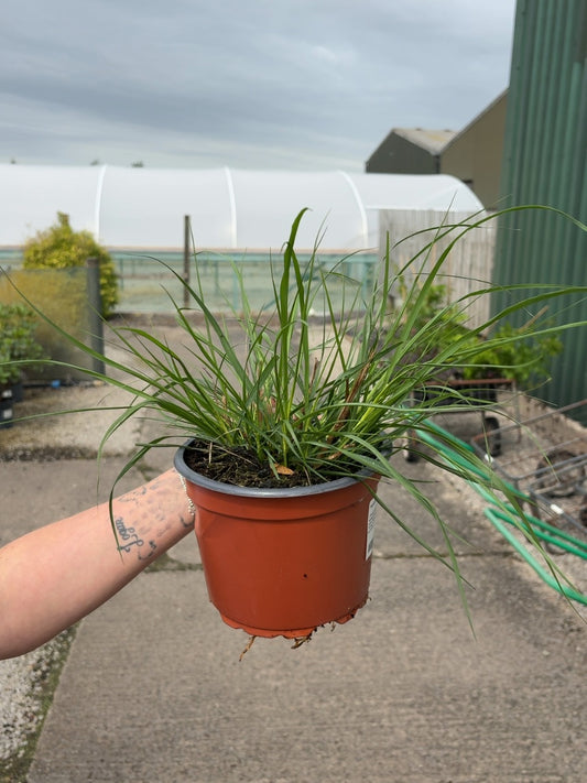 Pennisetum Al. Hameln 2 Litre Pot