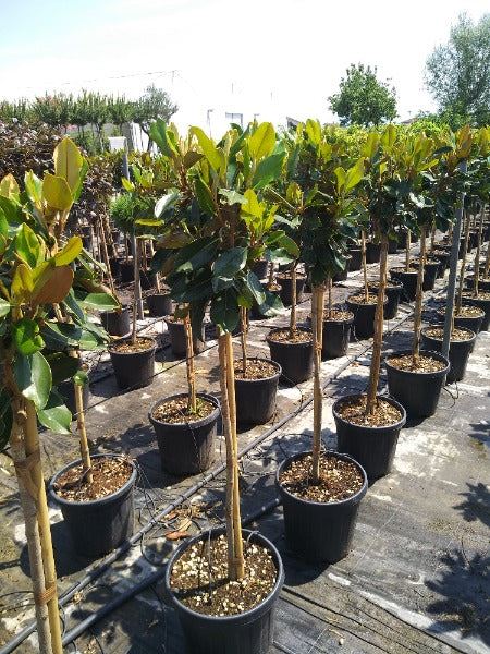 Magnolia Grandiflora Little Gem 20 Litre Pot Half Standard