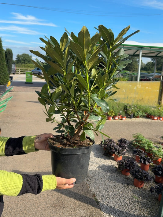 Rhododendron Hybrid Cunninghams White 5 Litre Pot