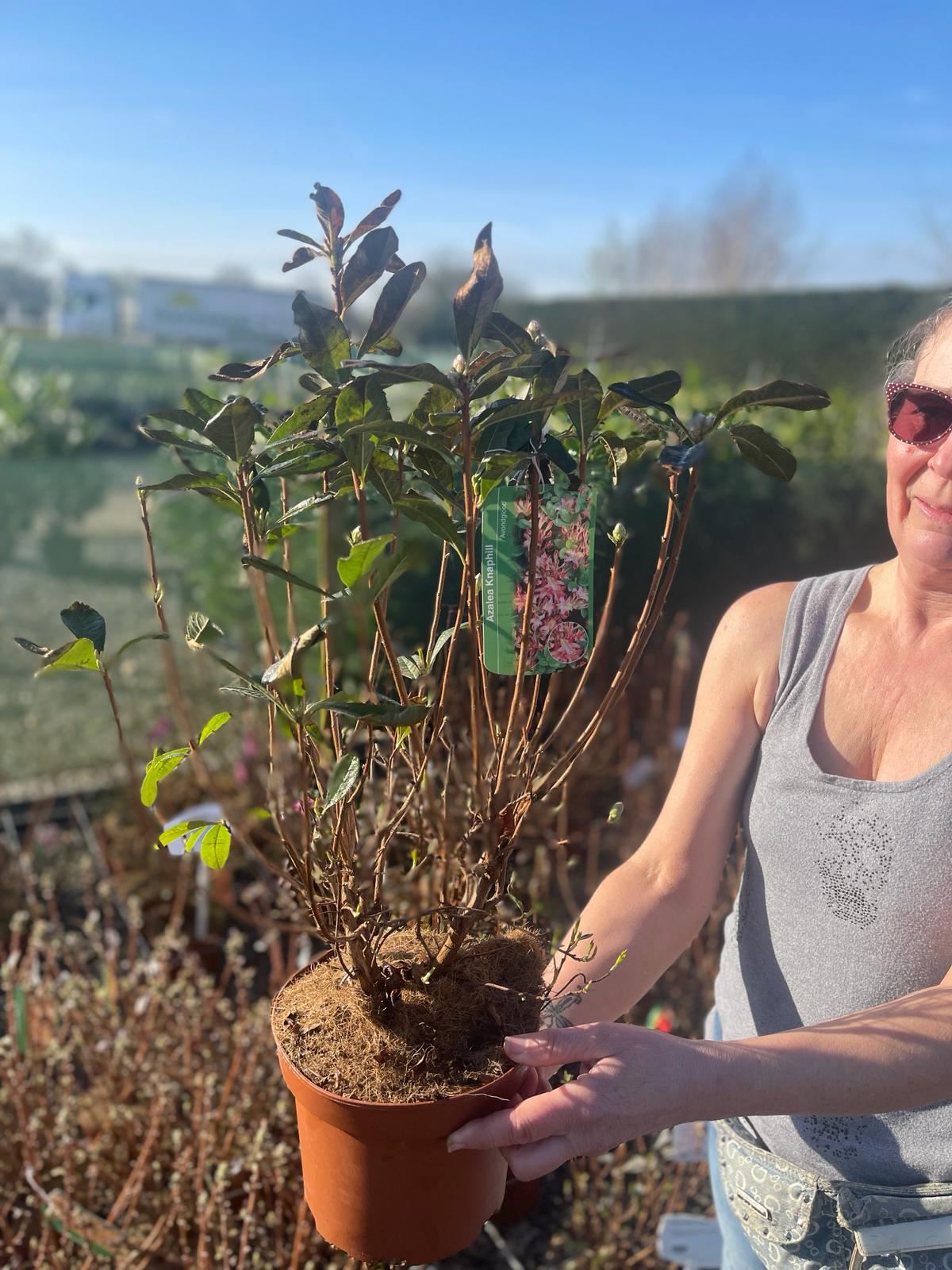 Azalea Knaphill Naranja 3 Litre Pot