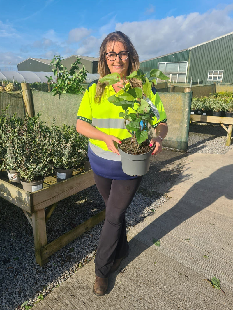 Syringa Madame Lemoine 4 Litre Pot 40/60cm