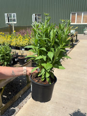 Helenium Short and Sassy 3 Litre