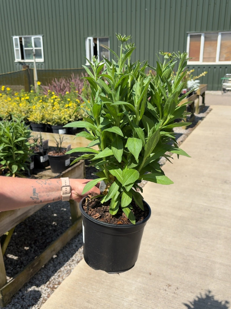 Helenium Short and Sassy 3 Litre