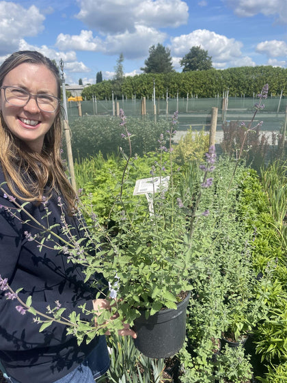 Nepeta Faassenii Six Hills Giant 3 Litre Pot