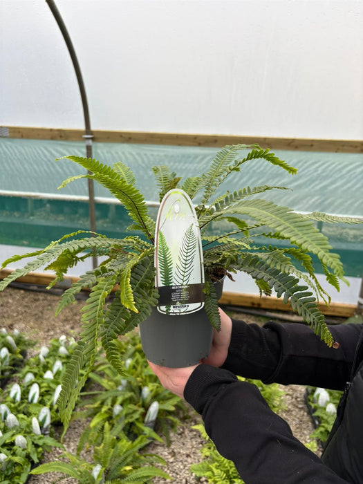 Blechnum Spicant 1.5 Litre Pot