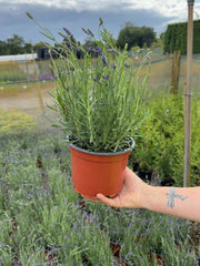 Lavender Angustifolia Hidcote 2 Litre Pot