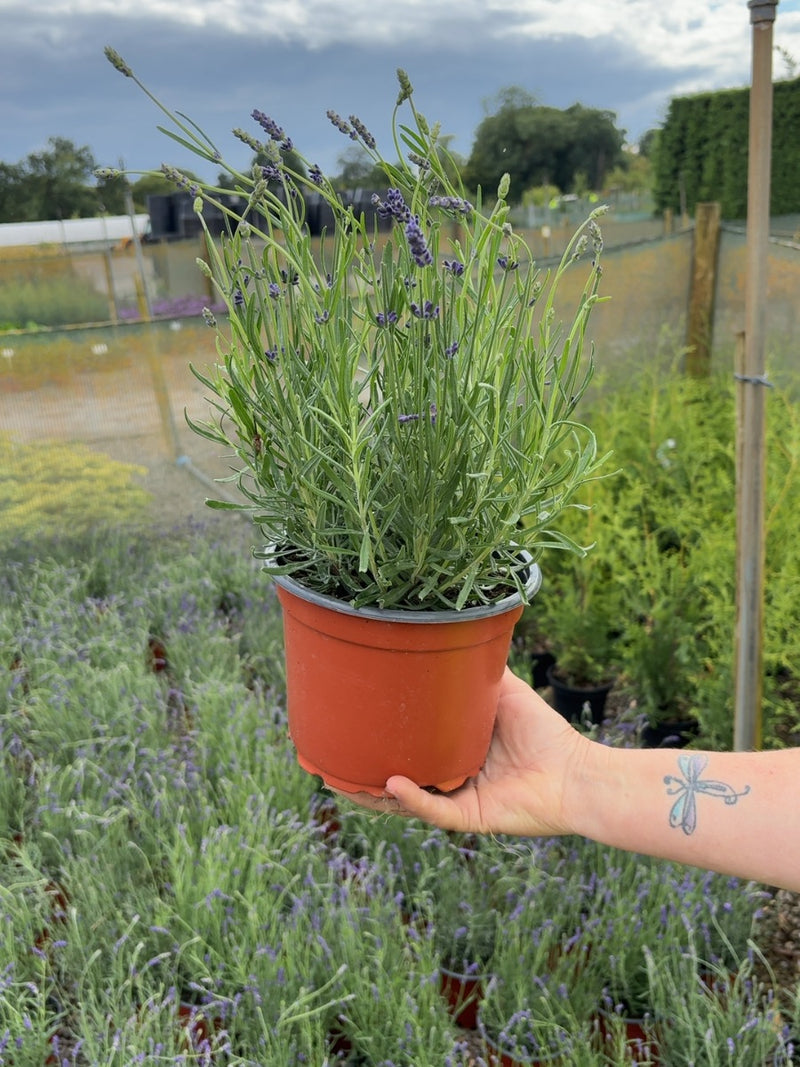 Lavender Angustifolia Hidcote 2 Litre Pot