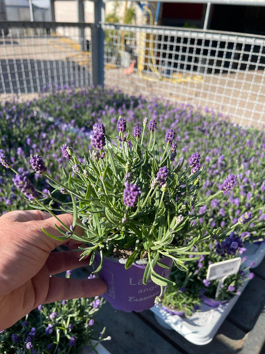 Lavandula Angustifolia 14cm Pot