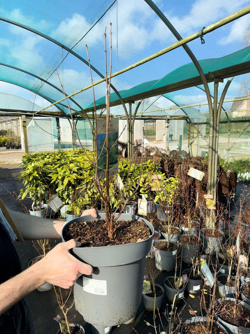 Acer Griseum 12 Litre Pot