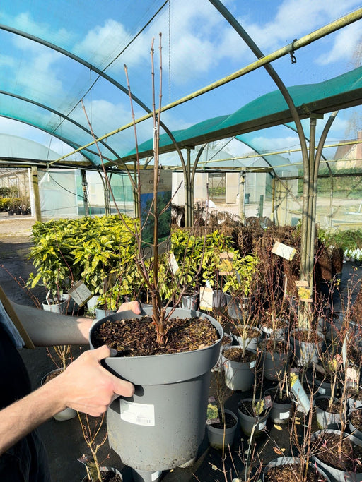 Acer Griseum 12 Litre Pot