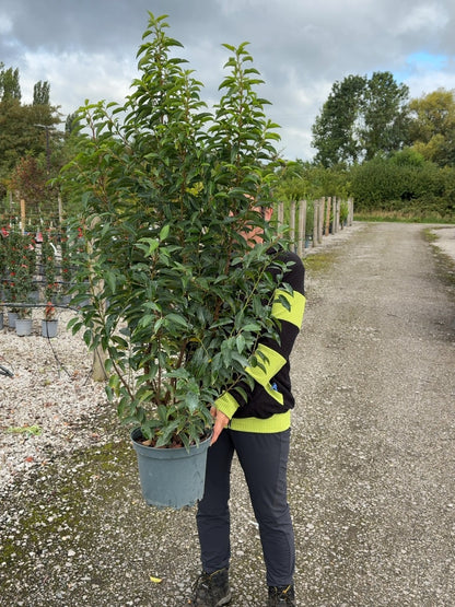 Prunus L. Myrtifolia Portuguese Laurel 7 Litre 80-100cm