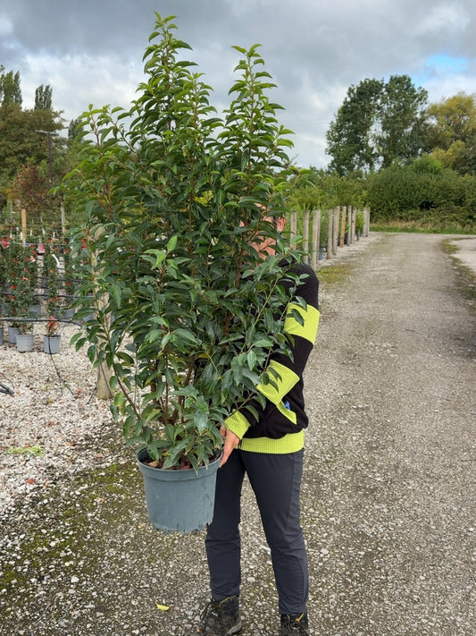 Prunus L. Myrtifolia Portuguese Laurel 7 Litre 80-100cm