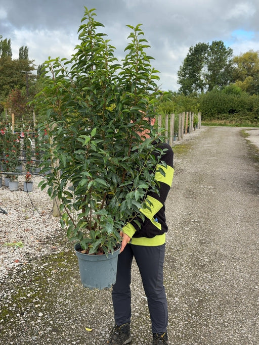 Prunus L. Myrtifolia Portuguese Laurel 7 Litre 80-100cm