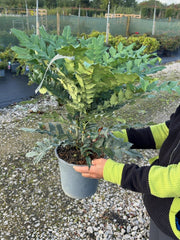 Mahonia media Winter Sun 4.5 Litre Pot