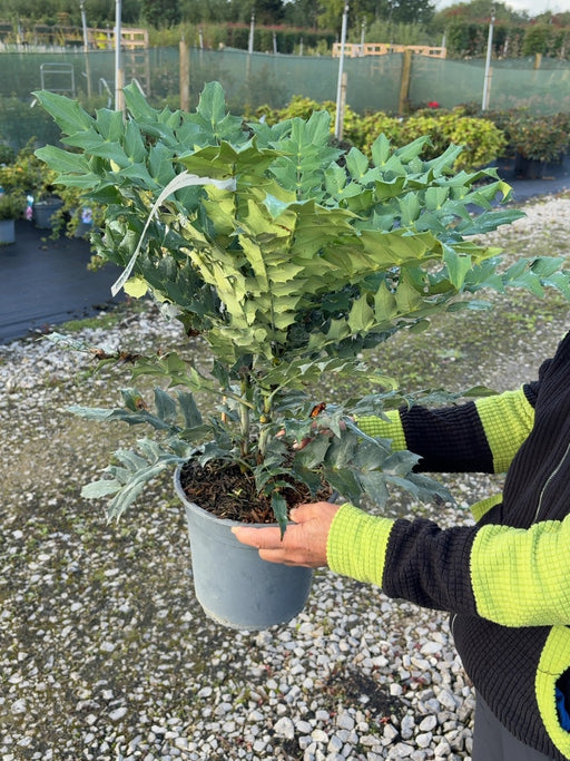 Mahonia media Winter Sun 4.5 Litre Pot