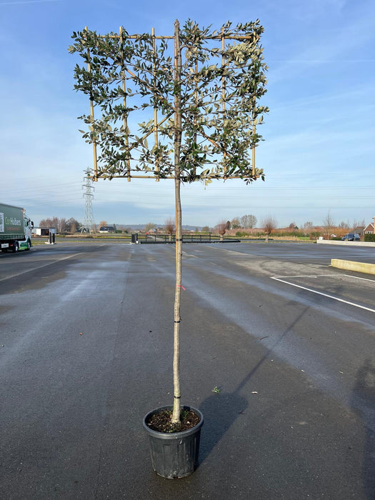 Quercus Ilex Pleached - Holm Oak 180cm ST 120cm x120 cm Frame